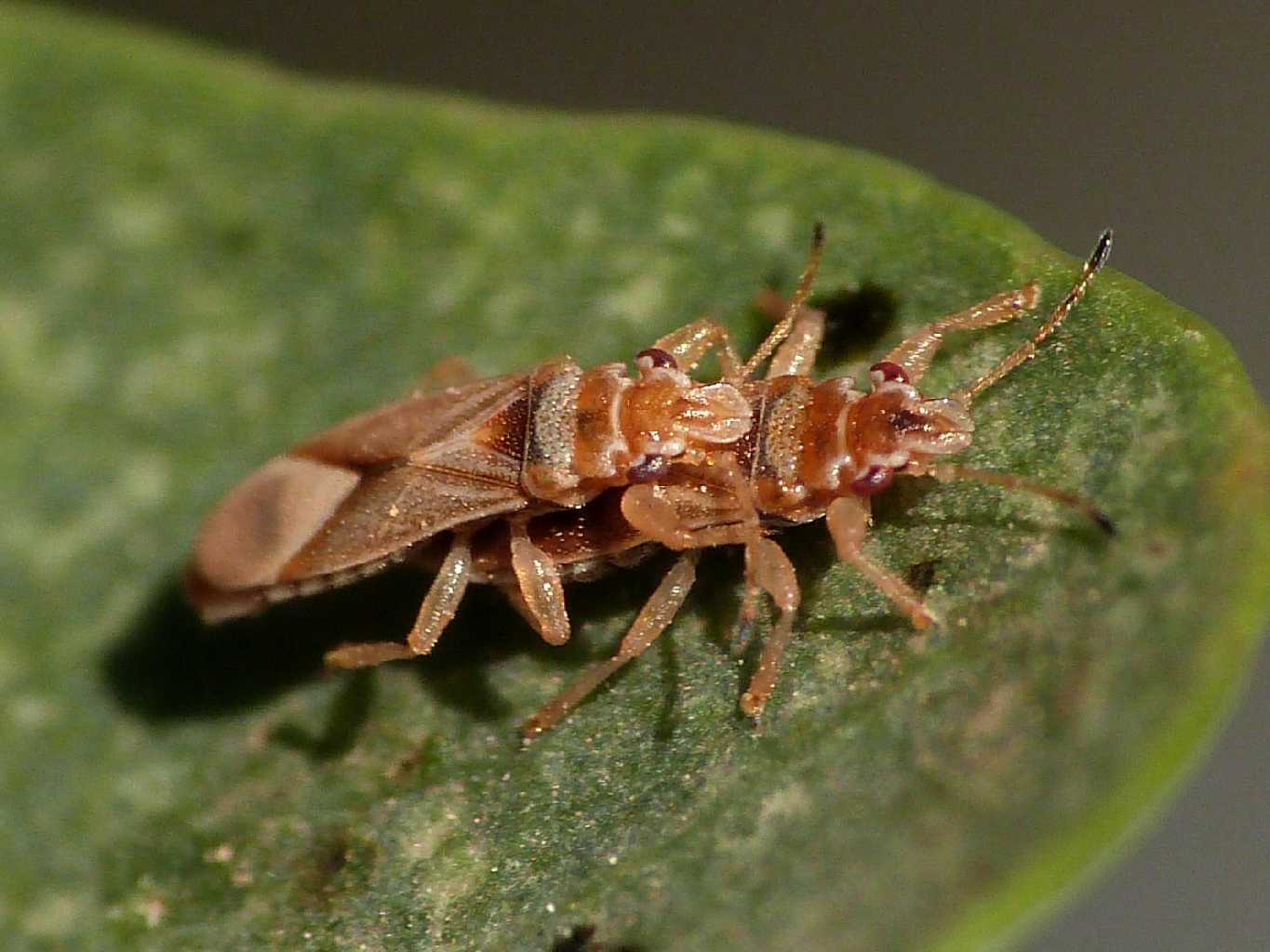 Invasione di Thaumastocoris peregrinus  a Ostia (RM)